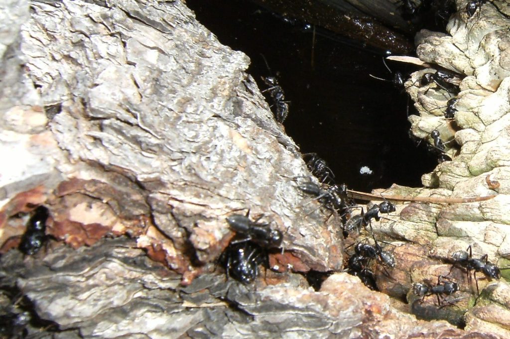 Camponotus (vagus)?